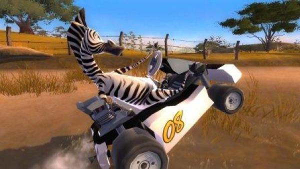 Ein Zebra in wilder Rennfahrerpose.