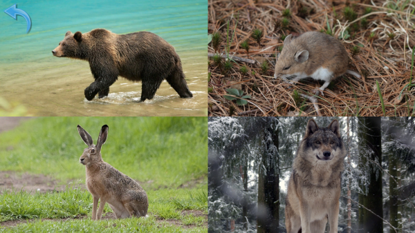 Screenshot: Quizmenü mit vier verschiedenen Tierfotos. Links oben ist ein Bär, rechts oben eine Maus, links unten ein Hase und rechts unten ein Wolf. 