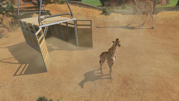 Neues Tier (Giraffe) kommt an